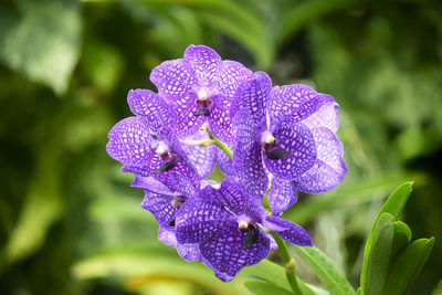 Close-up of purple flowering plant