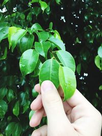 Close-up of hand holding leaf