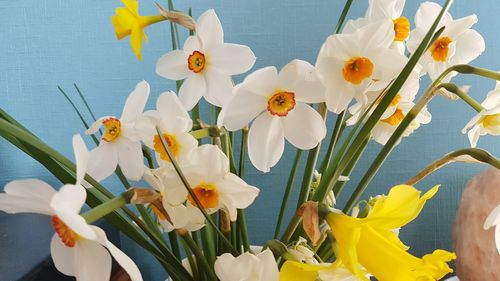 Close-up of white daffodil flowers