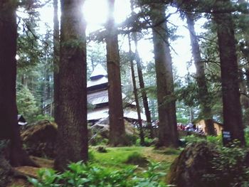 Trees in forest