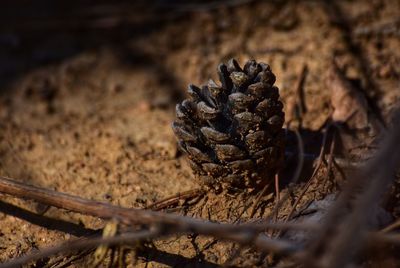 Close-up of pine cone on field