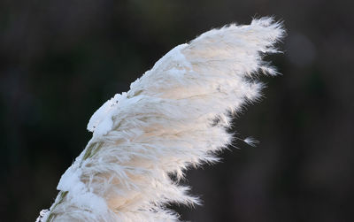 close-up