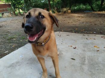 Close-up portrait of dog looking away