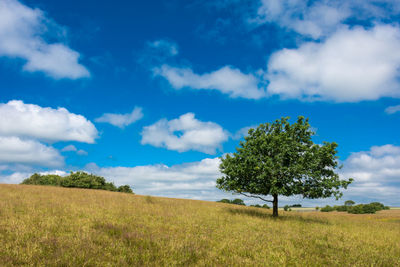 Tree on field against sky