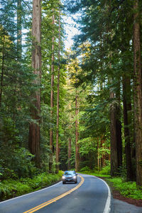 Road amidst trees in forest