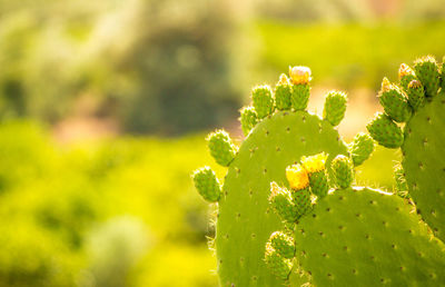 Close-up of prickly pear cactus