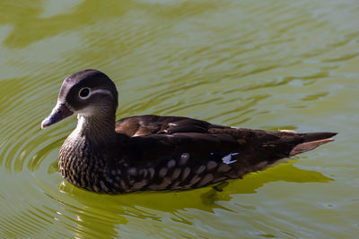bird