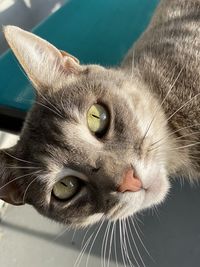 Close-up portrait of a cat