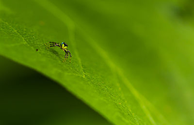 Close-up of fly on leaf