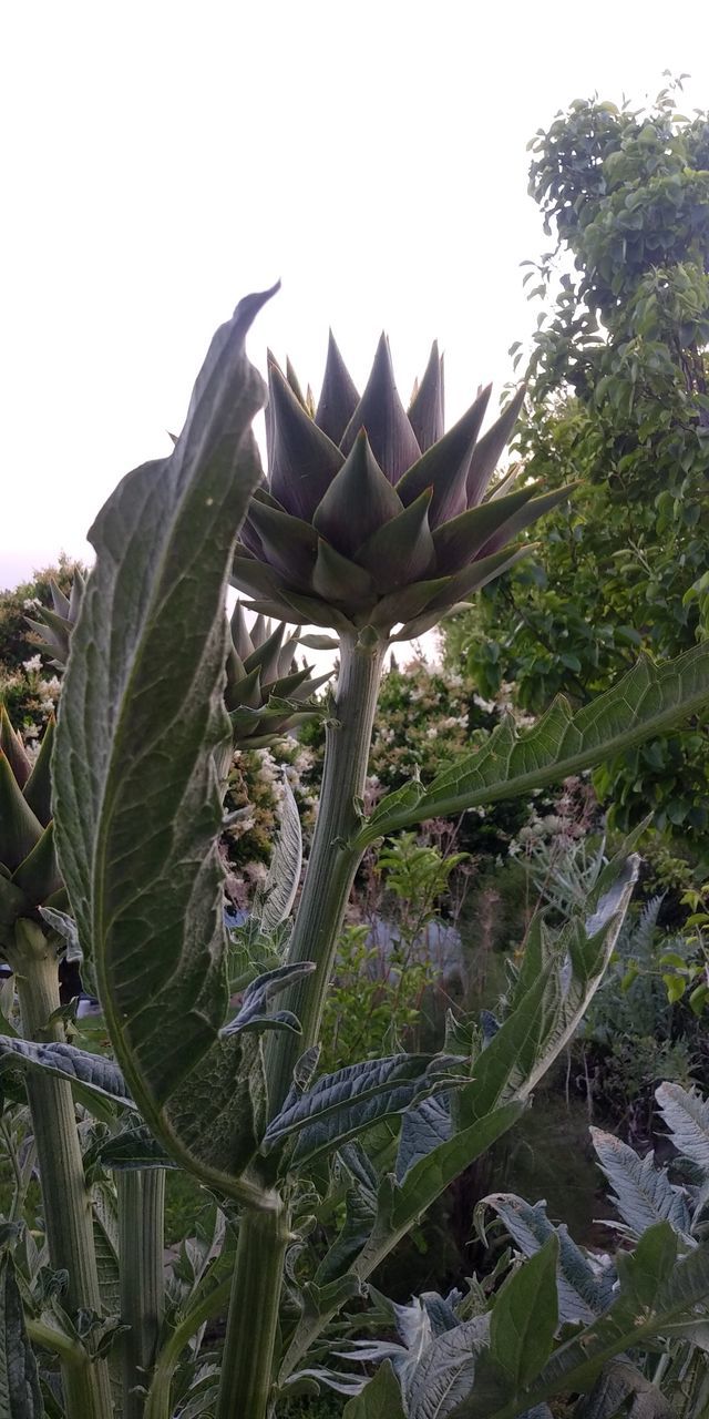 plant, growth, leaf, nature, plant part, tree, green, flower, no people, day, outdoors, sky, beauty in nature, agave, food, low angle view, produce, food and drink