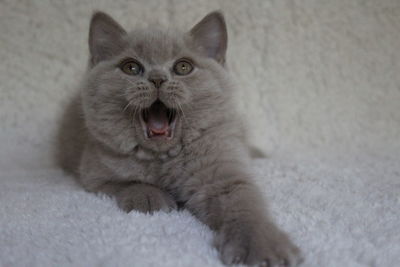 Close-up portrait of cat at home