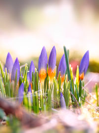 Close-up of purple crocus flowers on field