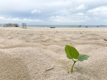 Plant growing on beach against sky