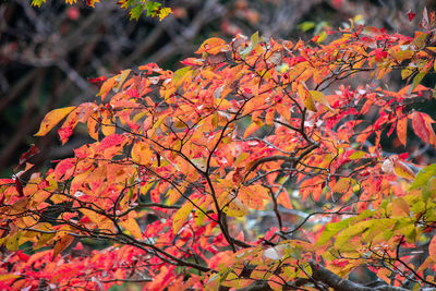 Close-up of maple leaves on tree