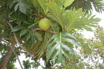 Low angle view of trees