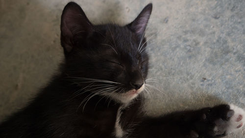 Close-up of cat sitting