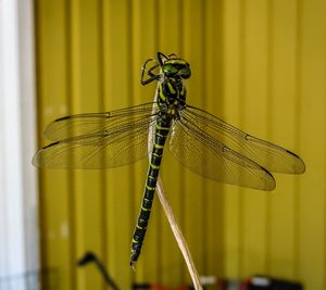 Close-up of insect