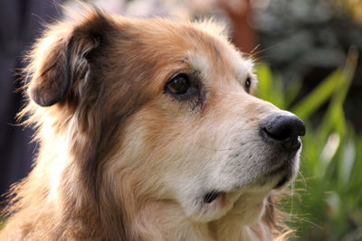 Close-up of dog looking away