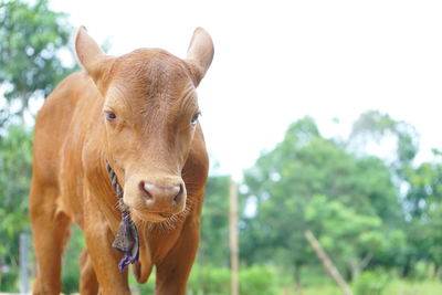 Close-up of a horse