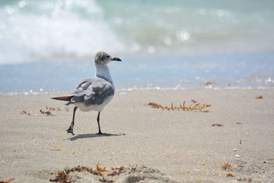 Seagull perching on beach against ocean