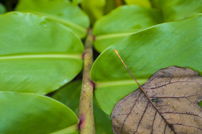 Full frame shot of fresh green leaf