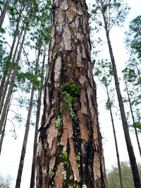 Low angle view of trees growing in forest against sky