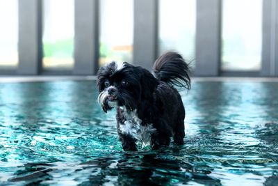 Black dog in swimming pool