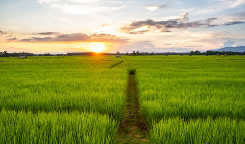 Scenic view of agricultural field against sky during sunset