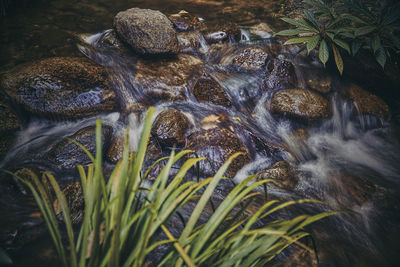 Close-up of turtle in shallow water