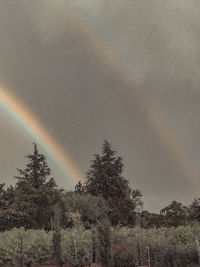 Low angle view of trees against rainbow in sky