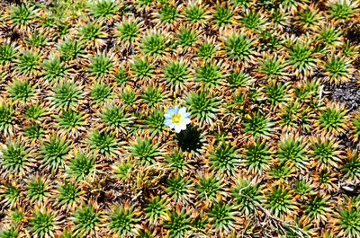 High angle view of cactus plant growing on field