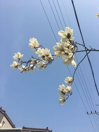 Low angle view of flowers against clear blue sky