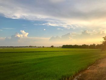 Scenic view of agricultural field against sky
