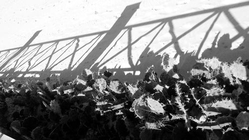 Close-up of plants against sky
