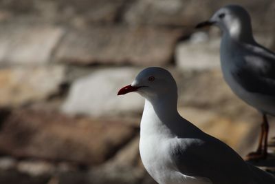 Close-up of seagulls perching on a bird