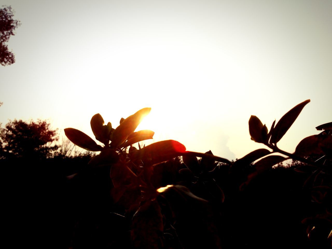 sunset, silhouette, clear sky, growth, plant, nature, leaf, beauty in nature, copy space, orange color, tranquility, sky, close-up, sun, stem, flower, branch, fragility, sunlight, outdoors