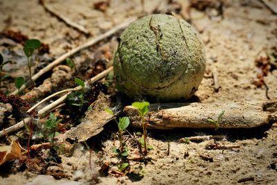 Old tennis ball on the ground
