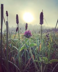 Close-up of flowers growing in field