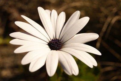 Close-up of white flower