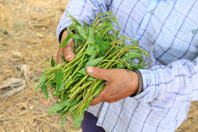 Midsection of farmer holding vegetables