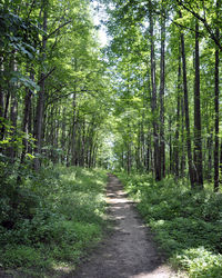 Footpath amidst trees in forest