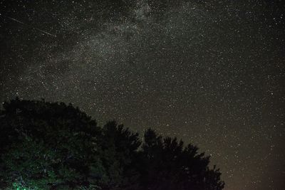 Low angle view of trees against star field at night