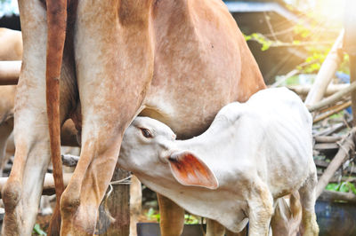 Cow standing in ranch