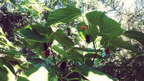 Low angle view of leaves on tree