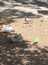 High angle view of pigeon on ground