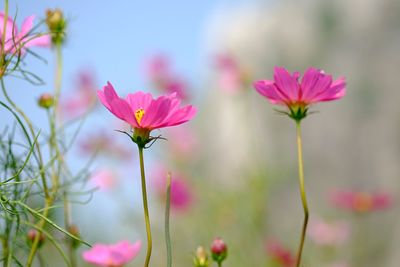 Close-up of pink flowering plants