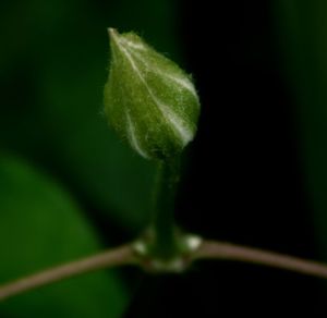 Close-up of green leaf