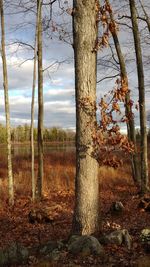 Trees on field