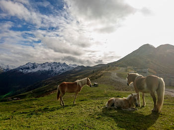 Cows grazing on field against sky