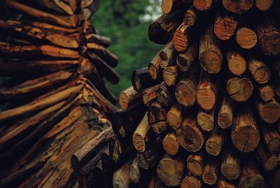 Stack of logs in forest